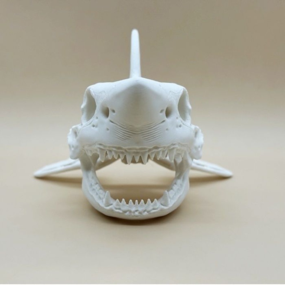3D-gedruckter Haifischschädel- – Aquarium Fish Shark Bewertung und Preis