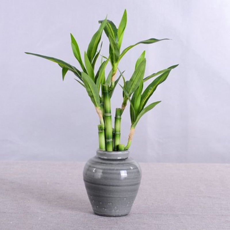 Neue 40cm Künstliche Glücksbam – Aquarium Fish Farm Bewertung und Preis