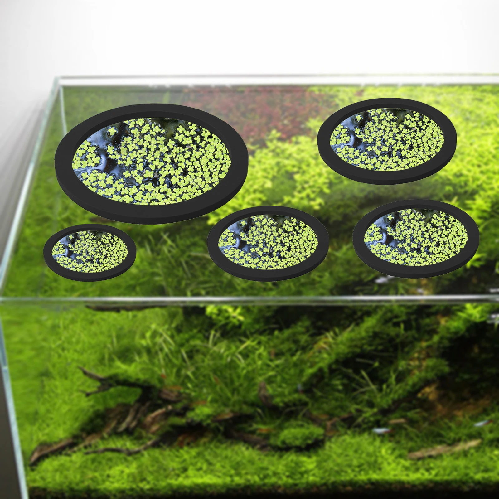 5Pcs EVA Fisch Fütterung Ring  – Aquarium Fish Farm Bewertung und Preis
