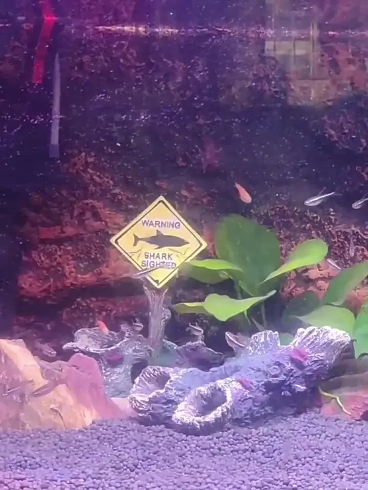 Harz-Aquarium, dekorative Orna – Aquarium Fish Shark Bewertung und Preis